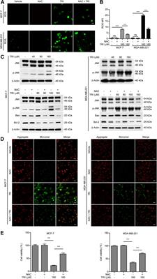 Triclabendazole Induces Pyroptosis by Activating Caspase-3 to Cleave GSDME in Breast Cancer Cells